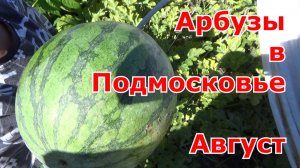 Арбузы в Подмосковье в ОГ (выращивание в емкостях и на грядках) Середина августа - пробуем арбузы