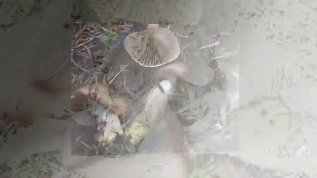 Gomphidius glutinosus - fungi kingdom смотреть онлайн