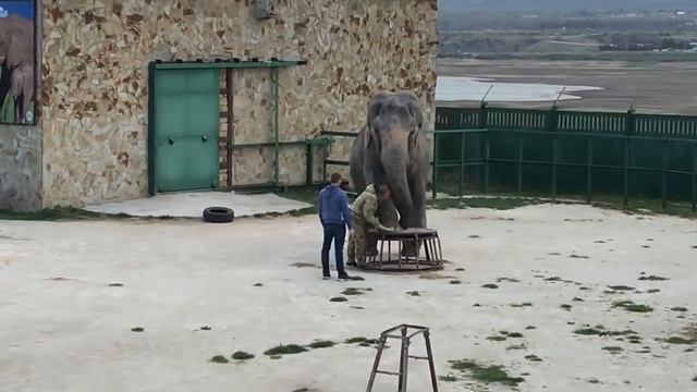 Олег Зубков: будут ли слонихи выступать в Тайгане смотреть онлайн