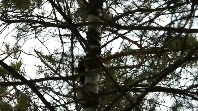 Черный дятел и его голос 7 апреля смотреть онлайн