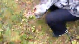 Сбор кедровых шишек