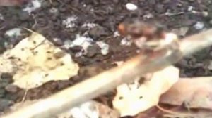 Виноград. Зимовка в Сибири