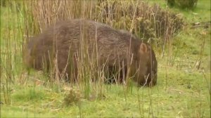 ВОМБАТЫ - Австралийские землекопы