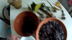 Замиакулькас! Выращиваем из черенков!
