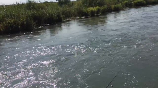 РЫБАЛКА. Видео. Форель. Заказник. Кыргызстан.