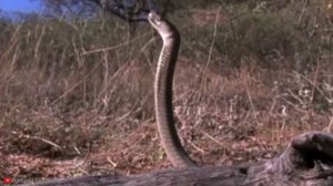 10 Most Dangerous Snakes You Should NEVER Touch