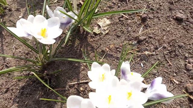 Весна , Пробудження .#весна#земля#квіти#поезія# смотреть онлайн