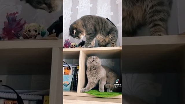 Коты играют