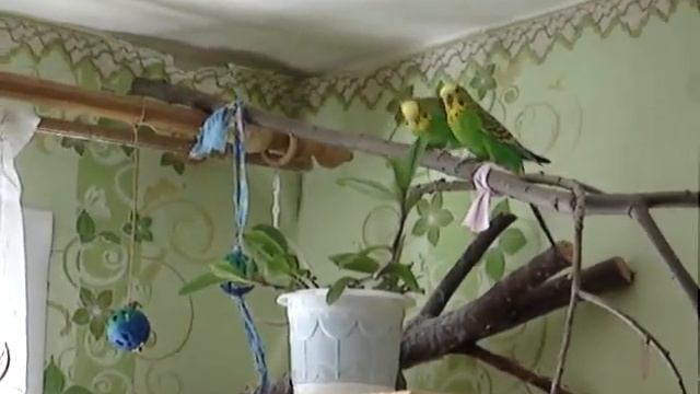 Игровые площадки для попугаев Волнистые попугайчики - любимый уголок смотреть онлайн