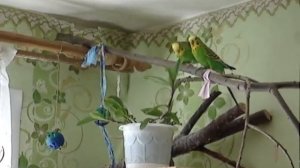 Игровые площадки для попугаев Волнистые попугайчики -  любимый уголок