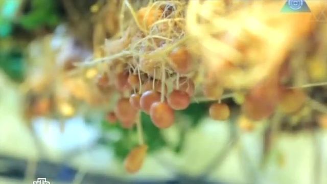 Электронная грядка на подоконнике. смотреть онлайн