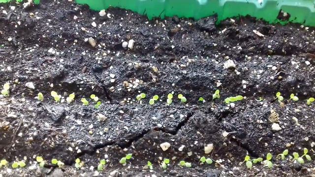 ПЕТУНИЯ-ПОМОГАЕМ БЫСТРО ВЗОЙТИ. ЧЕМ УДОБНА ПОСАДКА В БОРОЗДКИ . смотреть онлайн