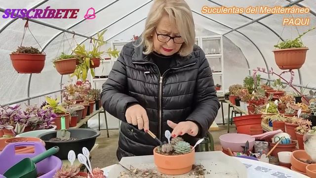 CALCIO NATURAL PARA LAS SUCUS смотреть онлайн