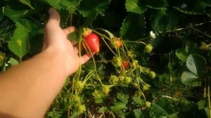 Лучшие ремонтантные сорта клубники.Сорт Ирма