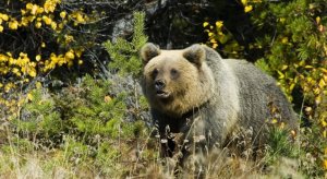 Пой песни поёшь