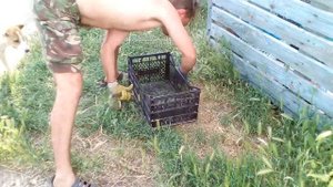 Змеелов... Степной полос ( желтобрюх )