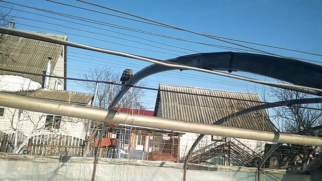 Кошка упала в снег с высоты! смотреть онлайн