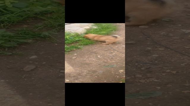 щенкам 1,5 месяца