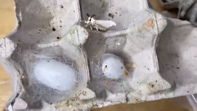 Самые Необычные Животные, Которых Вы не Видели