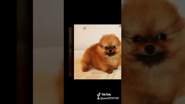 Померанский шпиц 🐾 мальчики и девочки 🐾