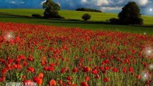 Приехав знакомитьсяс невестой сына.Мать оцепенела увидев отца девушки.А он увидев её, закричал...