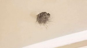 Женщина обнаружила в своем потолке торчащую лапку, она и не представляла кто это