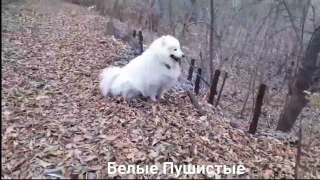 Увлекательная ПРОГУЛКА самоеда АЙШИ?