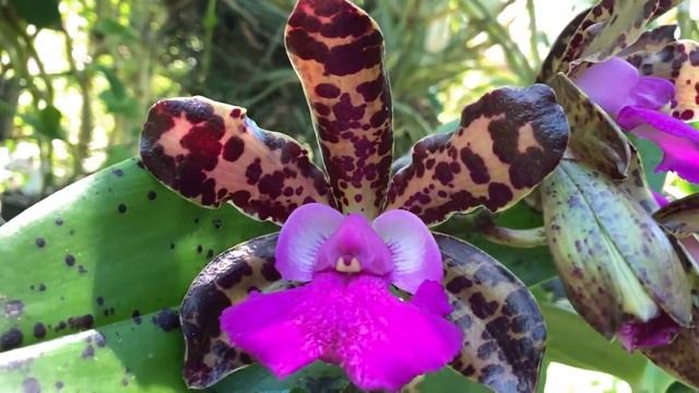 Ароматные Орхидеи, Каттлеи, Энциклия СуперАроматная, Vanda Pink Diamond.? смотреть онлайн