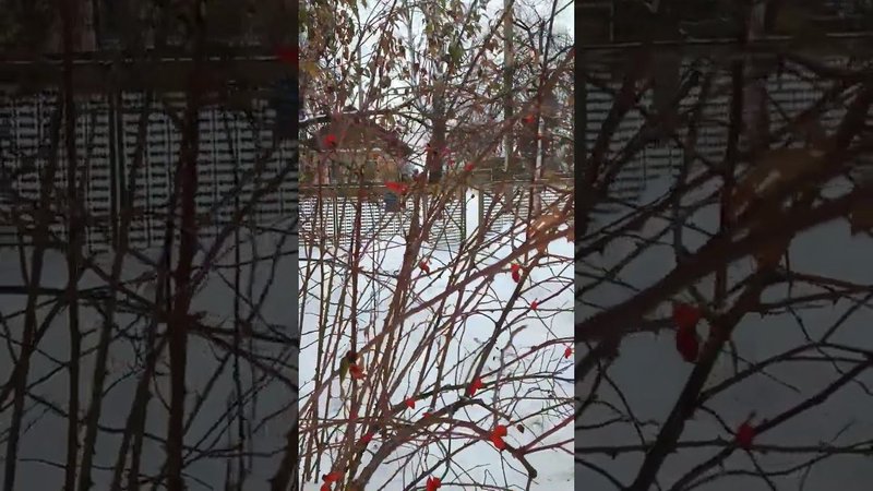 Куст шиповника зимой. Плоды шиповника. Дача.