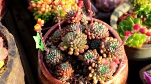 붉은색 단풍을 보고 싶다면 룬데리를 키워보세요(Echeveria setosa v deminuta, succulent,たにくしょくぶつ,多肉植物)