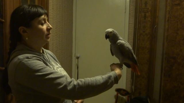 жако момент сеанса приручения дикого жако