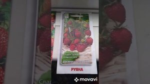 Выращивание клубники на балконе. Легко и просто!