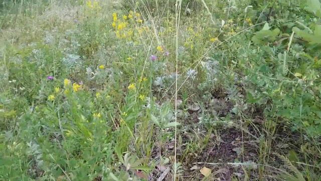 #Дикий чеснок #Горный чеснок #Лесной #чеснок смотреть онлайн