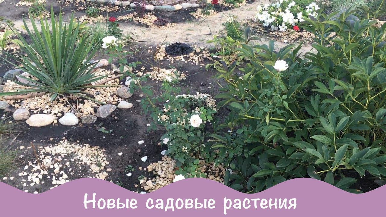 Новинки садовых цветов. Цветники. Дача 45.