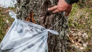 Сок берёзовый с горечью