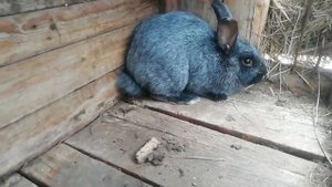 Кролики полтавское серебро, обзор породы