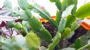 Зигокактус Шлюмбергера. Что делать, чтобы цветок был здоров? 🌸🌱Flowers.