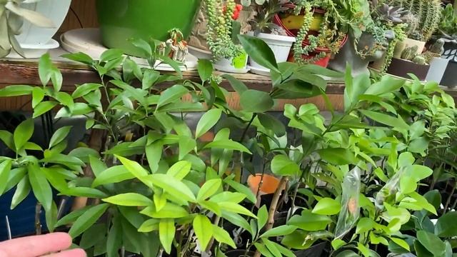 Тем временем в "Домике для цитрусов" 26.08.21 смотреть онлайн