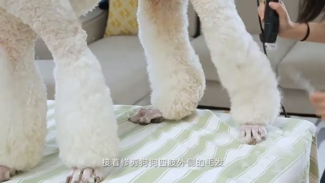 Baorun S1 Clippers Pet Dog Electric Clipper