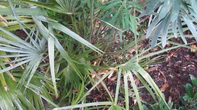 Chamaerops humilis Palm green vs. Cerifera