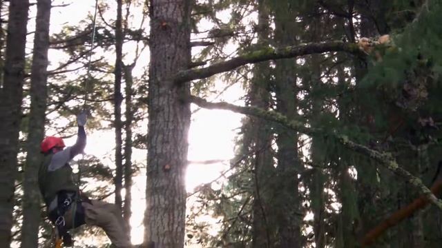 Домашние животные: «Снимите кошку с дерева» смотреть онлайн