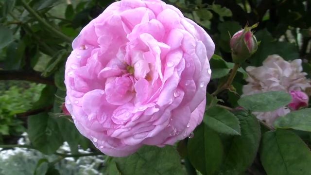 Footage ФУТАЖ 42 (ЧАЙНАЯ РОЗА) (Tea Rose) смотреть онлайн