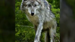 Волки - Монстр.