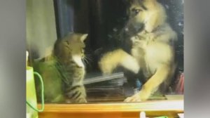 Бокс между котом и собакой