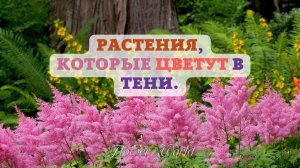 20 растений, которые цветут в тени.?