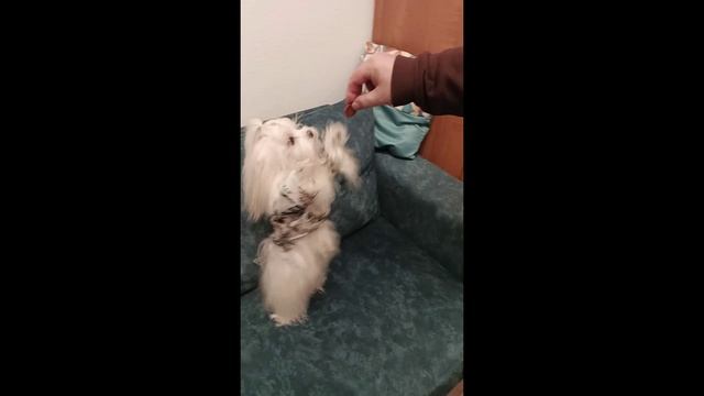 Как вам танец? смотреть онлайн