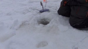 Зимняя рыбалка. Рыбинка. Щука на жерлицы в Коприно