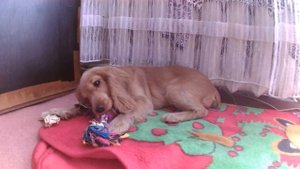 у нас появилась собака кокер спаниель