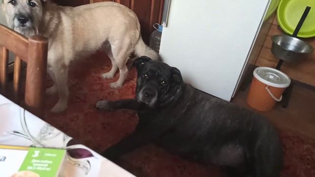 Кане Корсо. Cane Corso. Обработка собак от клещей и блох. смотреть онлайн