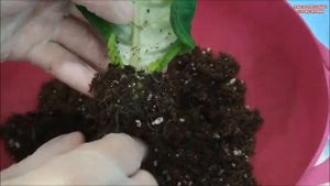 ГЛОКСИНИИ  ?  УКОРЕНЕННЫЕ ЛИСТЬЯ ? ЧТО выросло ⁉️ КЛУБНИ или ДЕТКИ⁉️